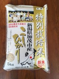 特別栽培米コシヒカリ玄米 5kg