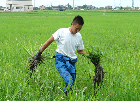 こだわりの米づくり